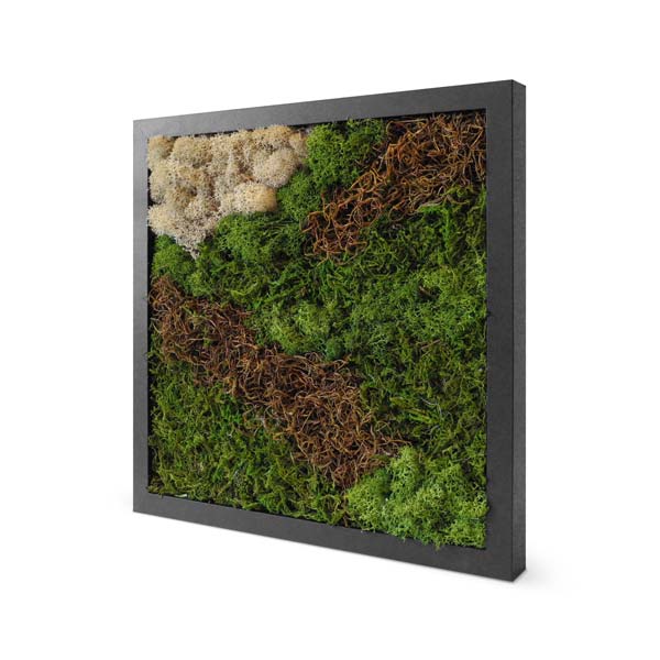 Orbita (12")