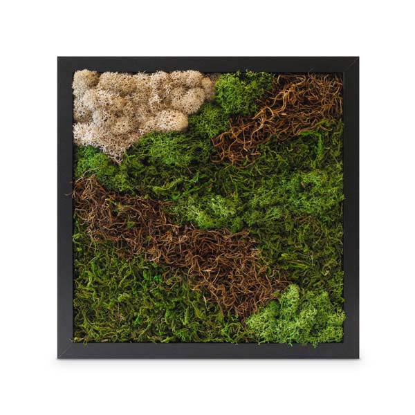 Orbita (12")
