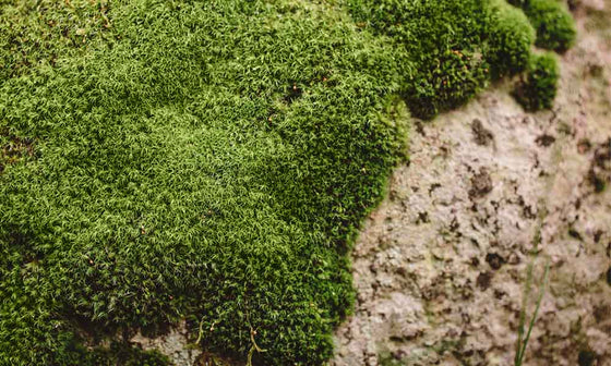 My Mossaic: Moss growing on stone
